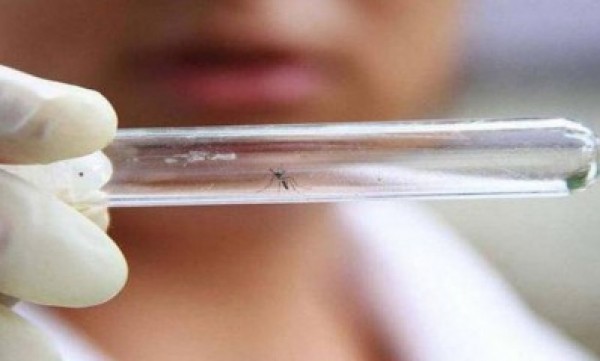منظمة الصحة: العالم بحاجة لمبلغ 56 مليون دولار لمكافحة فيروس زيكا