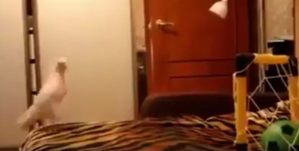 شاهد..فرحة ببغاء بعد تسجيله هدف