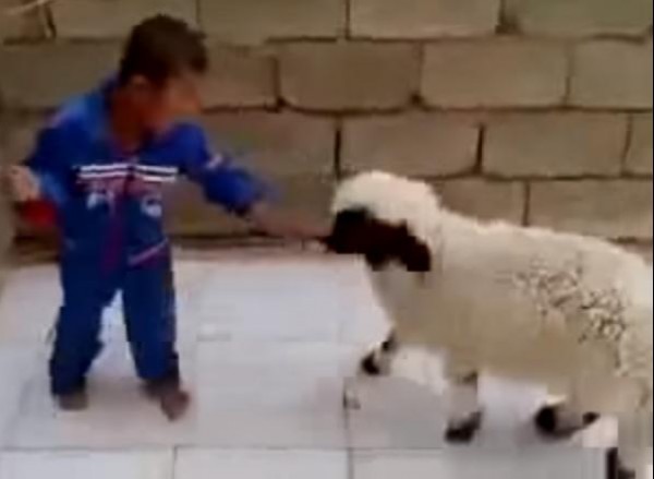بالفيديو ... موقف مضحك لطفل صغير يلهو مع خروف