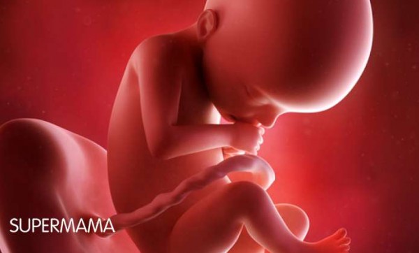بالصور.. تطور الجنين خلال الحمل