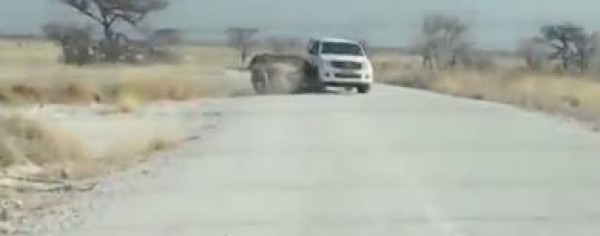 لحظات مرعبة ... وحيد قرن يغضب "فجأة" ويهاجم سياح