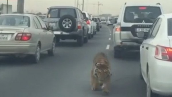 بالفيديو ... نمر يتبختر بحريّة بين السيارات في شوارع الدوحة