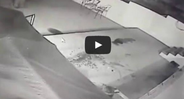أسد جبلي يهاجم كلباً مربوطاً في فناء منزل