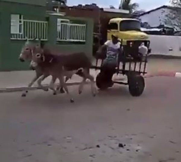 حمار لسباقات المسافات الطويلة