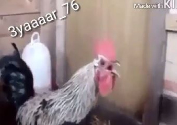 لم يجد له أحد أي تفسير علمي