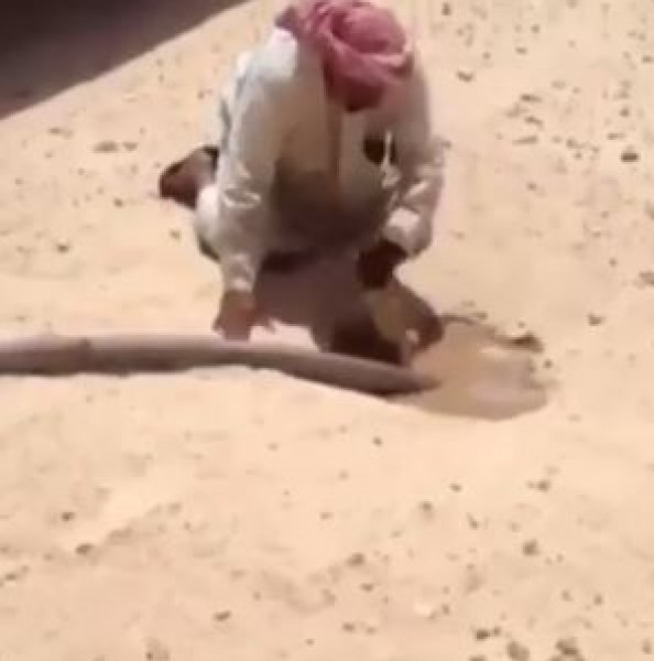شاهد كيف يتم إصطياد حيوان الضب