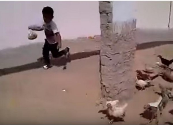 بالفيديو .. طفل سعودي يلحقه الدجاج وهو يبكي بشكل مضحك