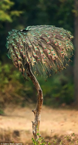 شاهد طاووس يثير الحيرة بتحوله لنبات غير معروف دنيا الوطن