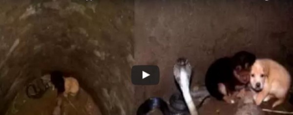 سقط جروان في بئر فيه كوبرا ضخمة ... ما حصل سيفاجئك