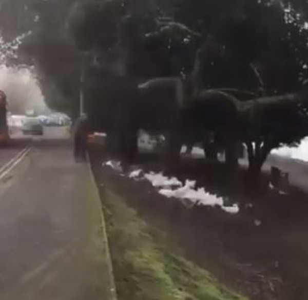 اعتاد يومياً على إطعام البط لكن عندما تأخر عن موعده وشاهدته البطات من بعيد...شاهد ماذا حدث