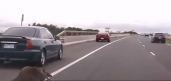 كنغر يتسبب بفوضى وعدة حوادث في طريق سريع باستراليا