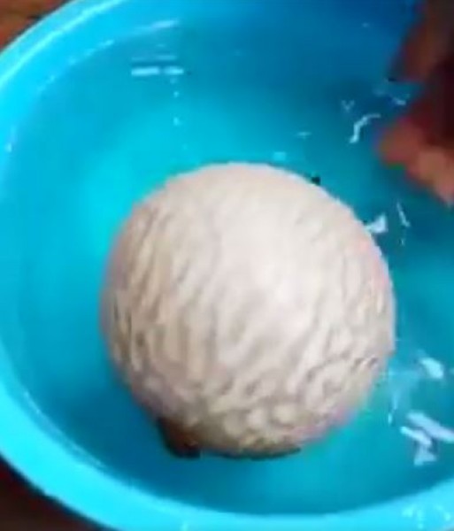 شاهد أحدث وسائل الدفاع لدي سمكة البالون