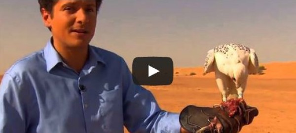 معركة بين صقر وطائرة بدون طيار في صحراء دبي