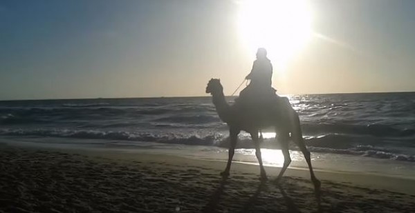 حينما يلتقي الجمل والغروب على شاطئ غزة