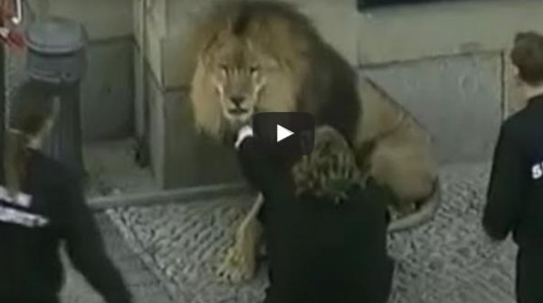 الفيديو: عندما تثأر الحيوانات المفترسة والأليفة من البشر