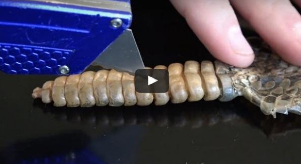 بالفيديو: ماذا يوجد داخل ذيل الأفعى ذات الجرس القاتل