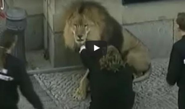 بالفيديو: عندما تثأر الحيوانات المفترسة والأليفة من البشر