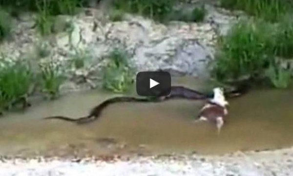 بالفيديو: ثعبان ضخم يبتلع بقرة أمام الكاميرا في الأمازون