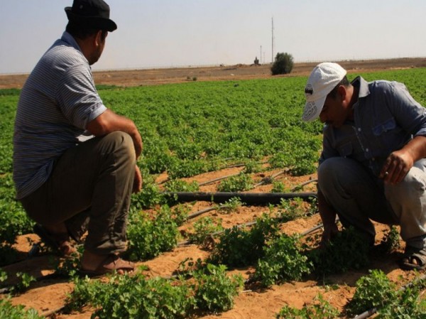 الاحتلال يسمح لمزارعي غزة بالاقتراب من الحدود