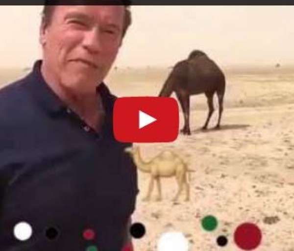 أرنولد شوارزنيجر خائف من الجمل في الكويت