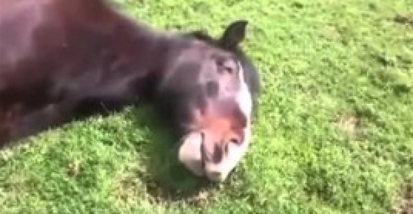 بالفيديو.. حصان يصبح نجما على مواقع التواصل بسبب "شخيره"
