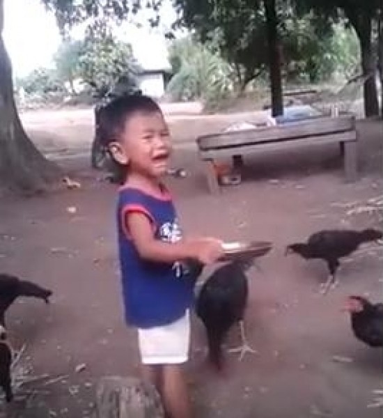 فيديو لطيف لطفل في مشادة مع الدجاج من أجل الطعام!