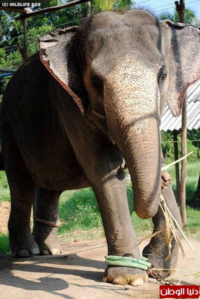 إطلاق سراح فيل في البرية للمرة الأولى في حياته