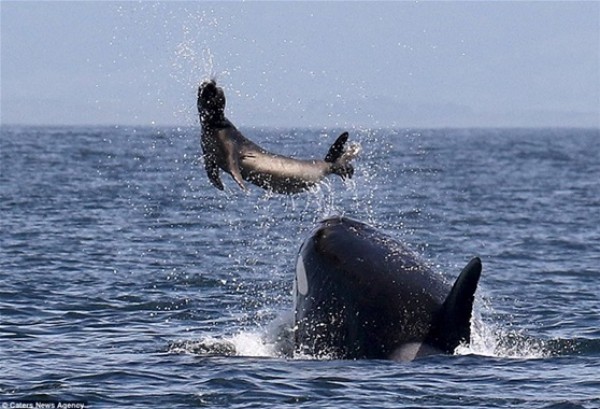 بالفيديو والصور.. لقطات نادرة لأنثى الحوت القاتل تعلم طفلها الصيد