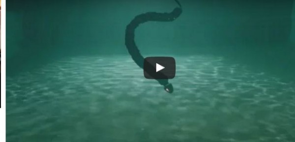 بالفيديو .. ثعبان آلي يسبح في الماء بشكل مخيف وكأنه حقيقي