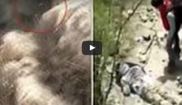 فيديو: سائح ينجو من الموت بأعجوبة بعد سقوطه من فوق سور الصين العظيم