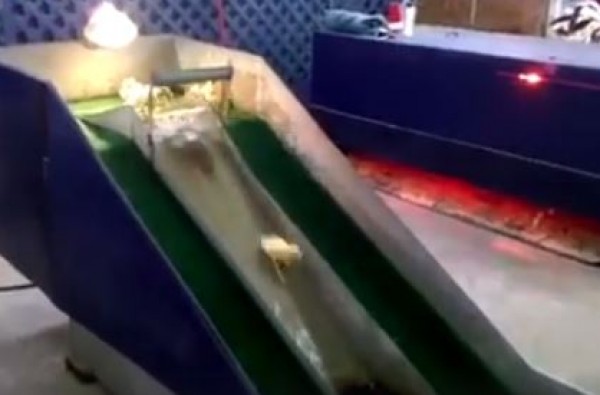 ليس الإنسان فقط من يعشق المتعة!!
