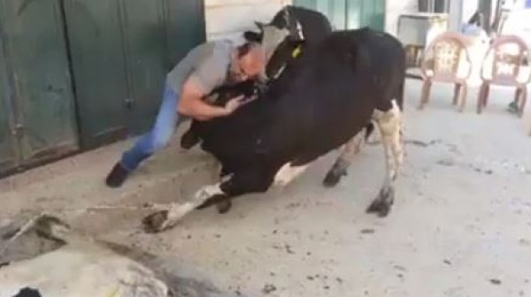 جزار من بلدة بديا قضاء سلفيت يصارع 3 عجول ويتمكن من ذبحهم بمفرده