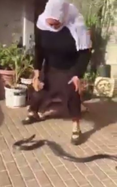 مسنة تتمكن من قتل أفعى كبيرة بمفردها