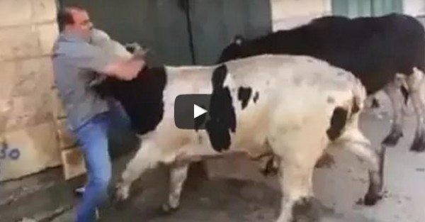 فيديو: جزار يذبح ثلاثة عجول