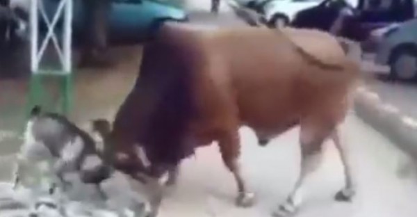 عندما يتحدي جدي ثور