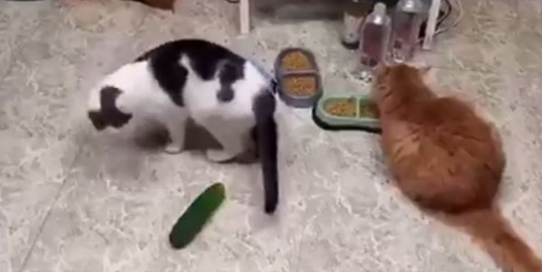 لماذا يخاف القط من الخيار