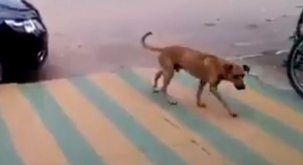 الكلب الراقص