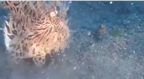 معركة البقاء تحت الماء