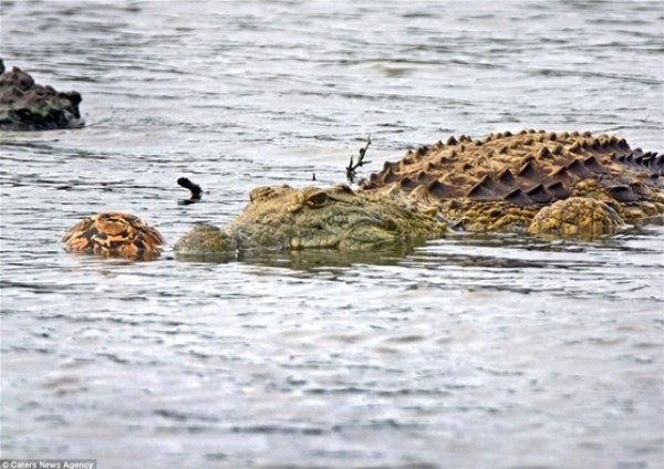 بالصور.. تمساح يبتلع سلحفاة بعد فشله في إخراجها من الصدفة