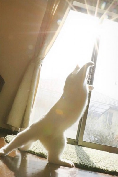 بالصور.. قطة ترقص الباليه تشعل مواقع التواصل الاجتماعي