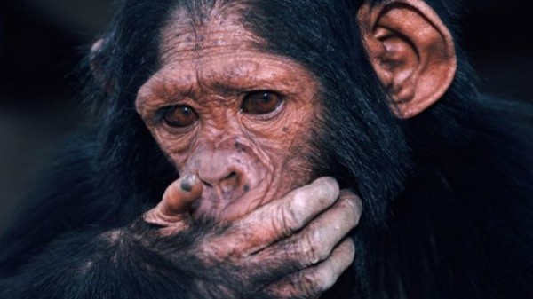 مقطع مصور يُظهر شدة حزن قردة الشمبانزي لوفاة واحد منها