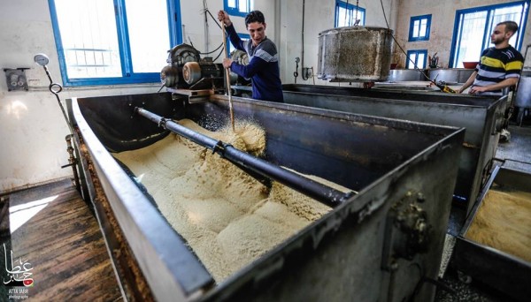 صناعة طحينة "السمسم" في فلسطين