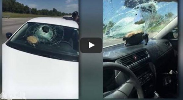 شاهد: سلحفاة تتسبب في حادث غريب