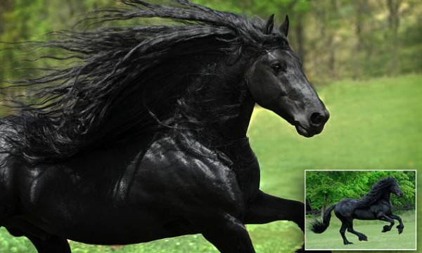 بالفيديو والصور.. "فريدريك"أجمل حصان في العالم