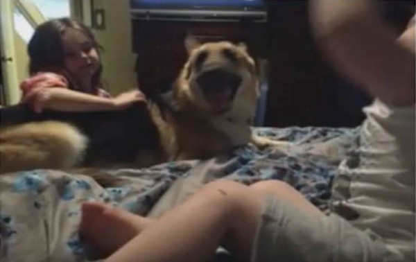 كلب ينقذ طفلة ويتعرض لـ"لدغة أفعى"