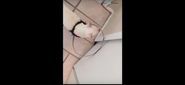رجل يصنع قطعة لتسهيل حياة كلب أعمى