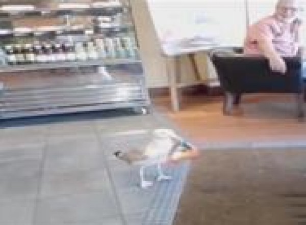 بالفيديو: طائر نورس يقتحم مقهى ويسرق كيس "شيبس"