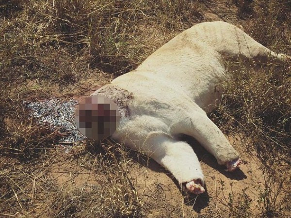 بالصور: قتل أسدين نادرين وبتر أعضائهما بجنوب أفريقيا من أجل"السحر الأسود"
