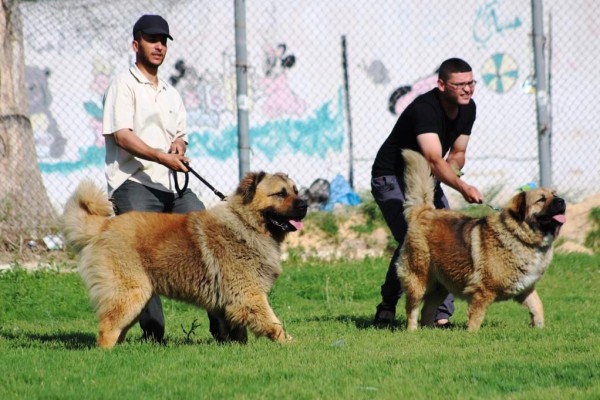 الرابطة الفلسطينية لمربي وهواة الكلاب تنظم العرض الاول لاجمل سلالات الكلاب