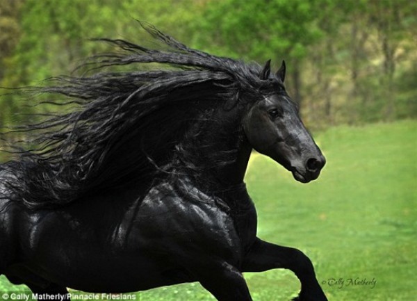بالصور.. طريقة غريبة للعناية بشعر "أجمل حصان في العالم"